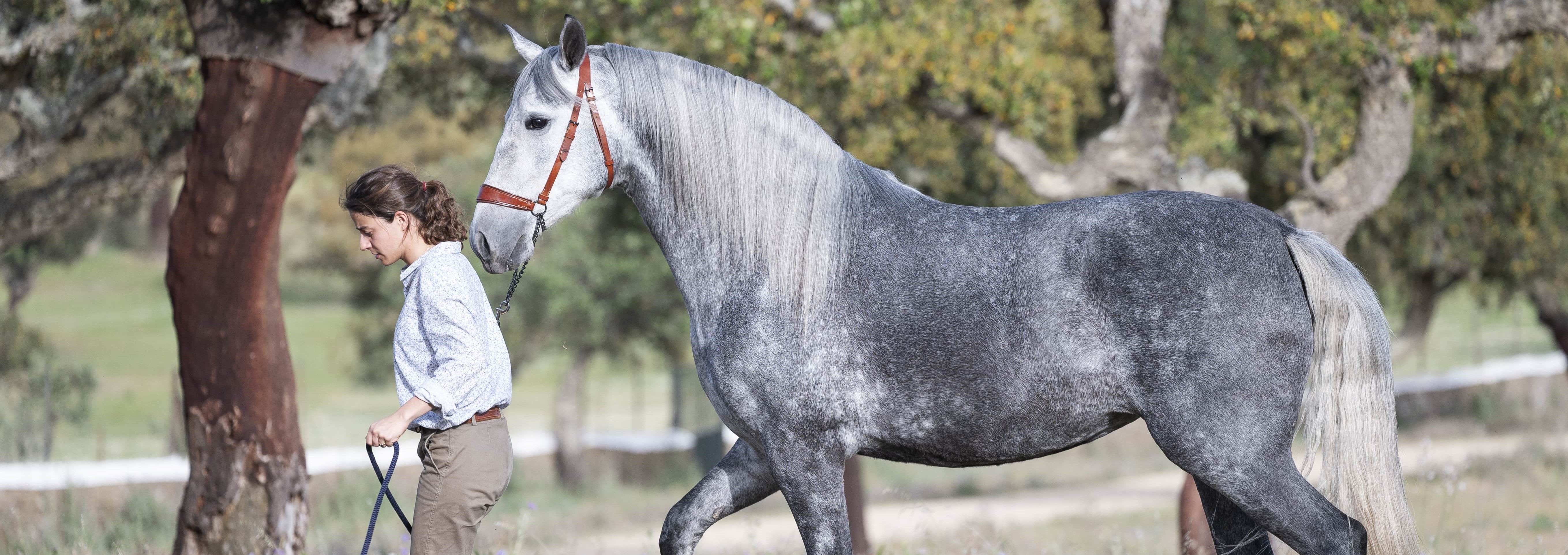 Descripción de la imagen