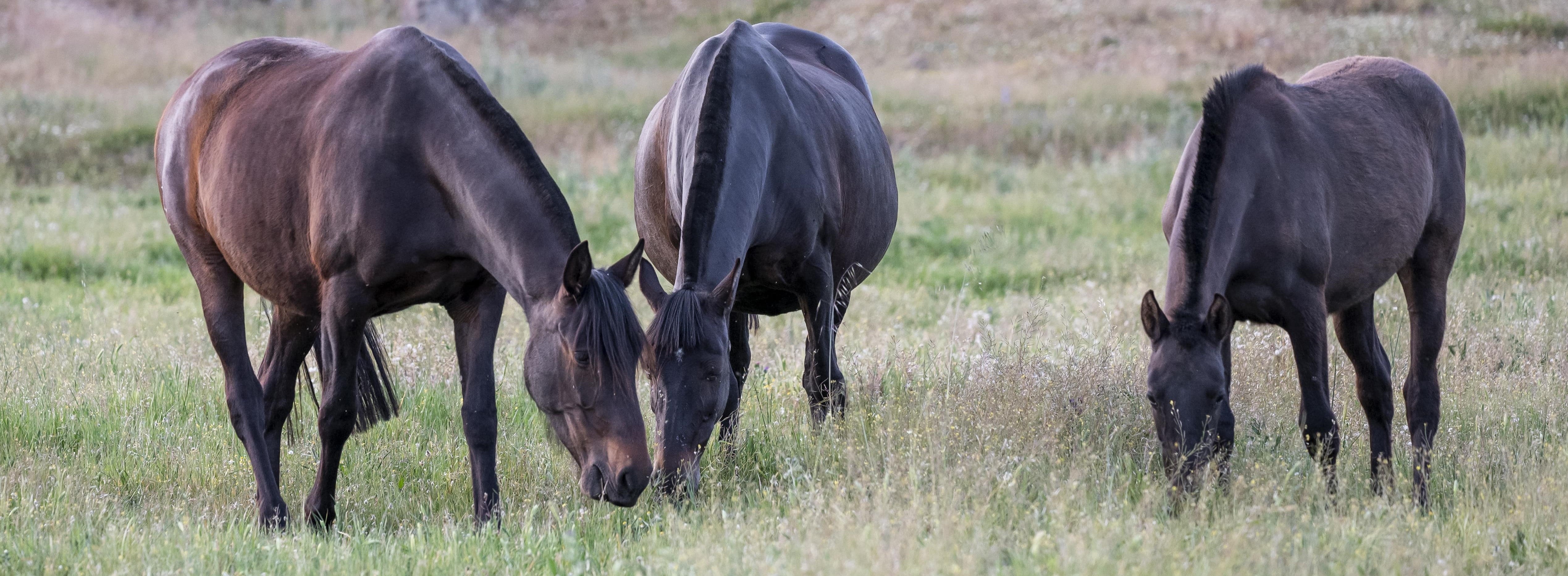 Descripción de la imagen