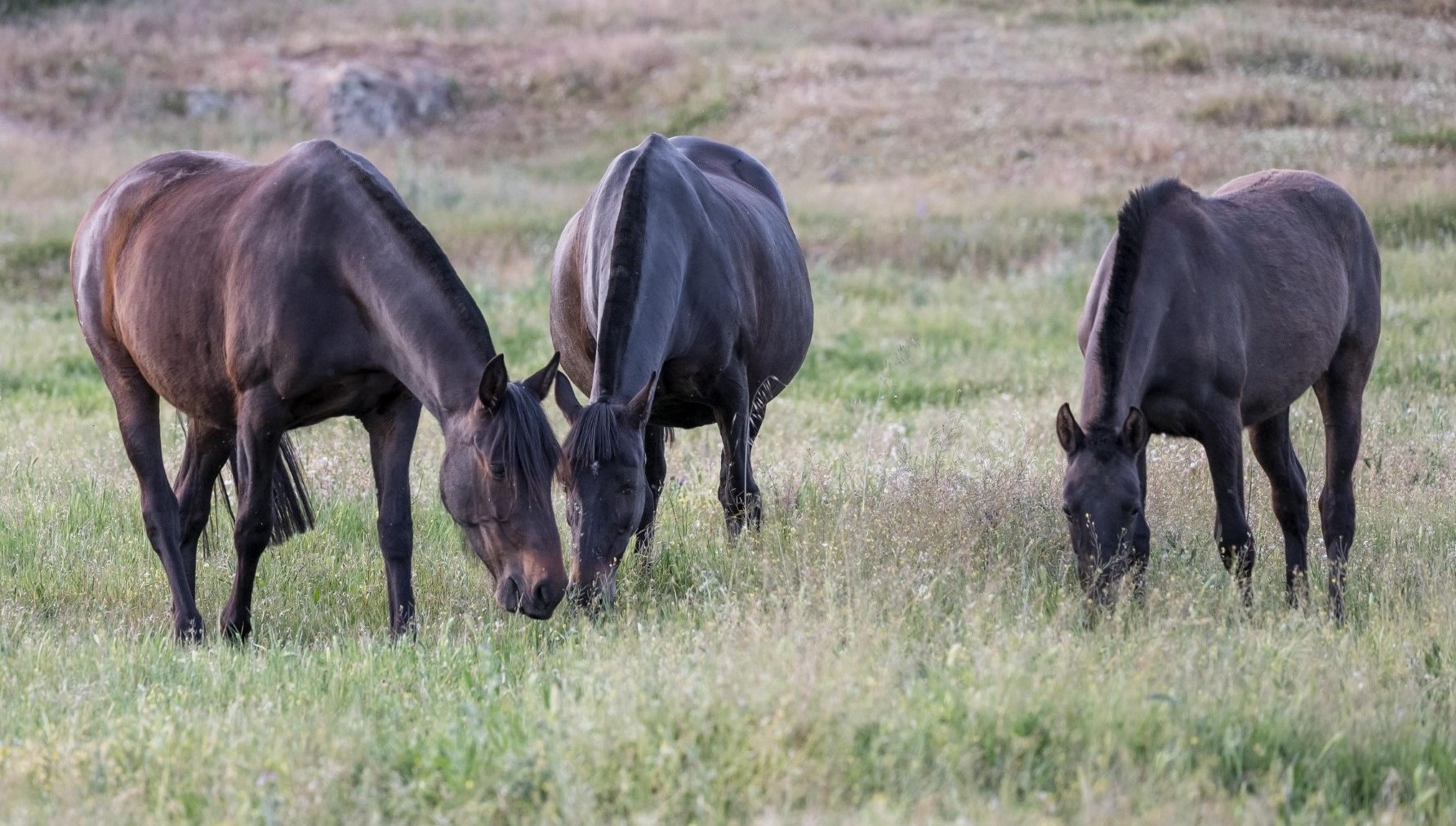 Descripción de la imagen