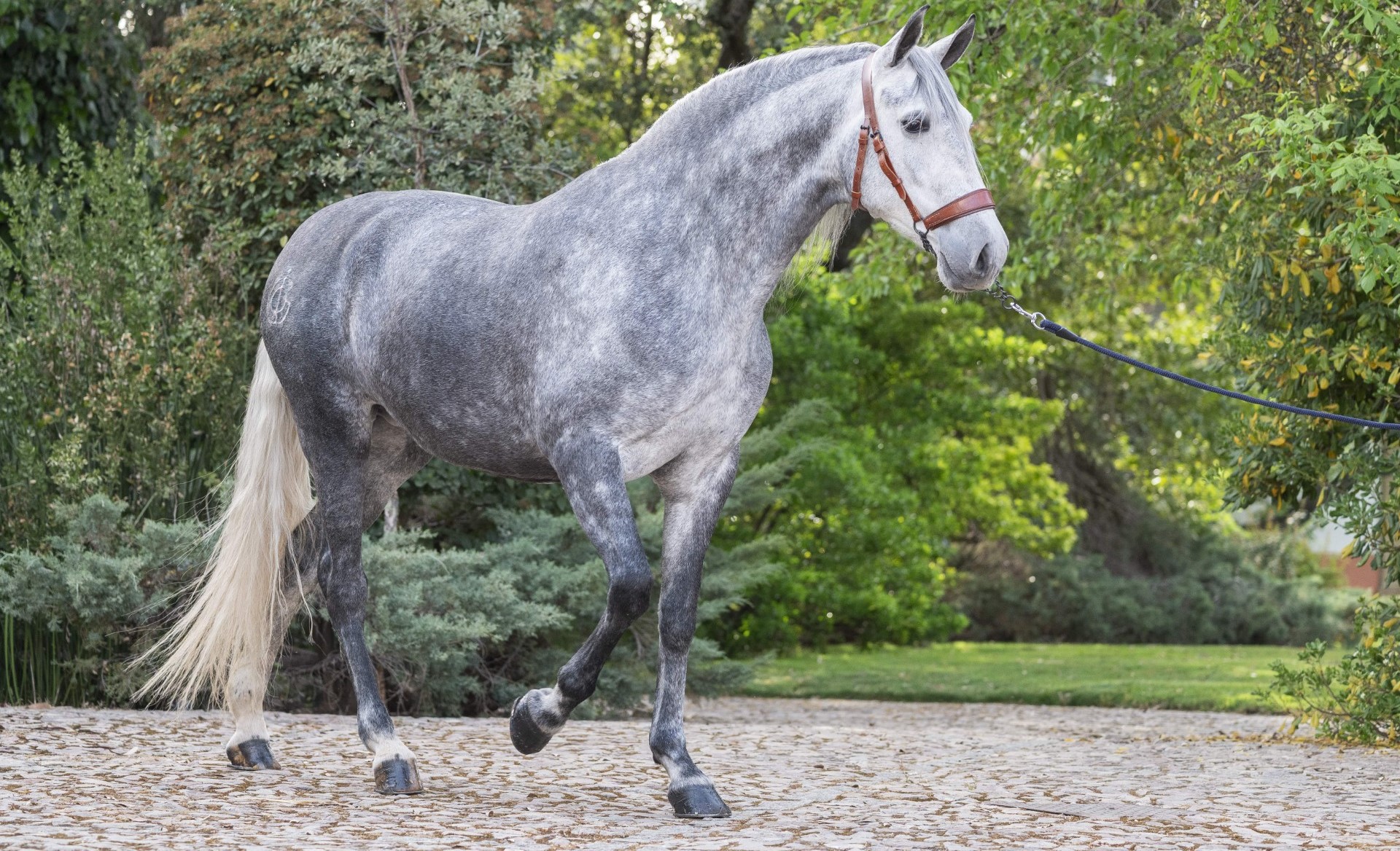 Descripción de la imagen