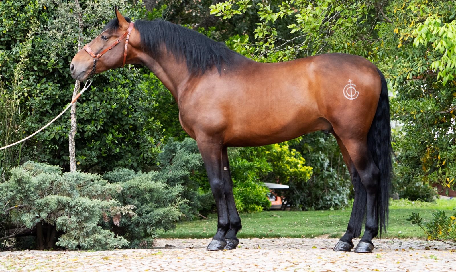 Descripción de la imagen