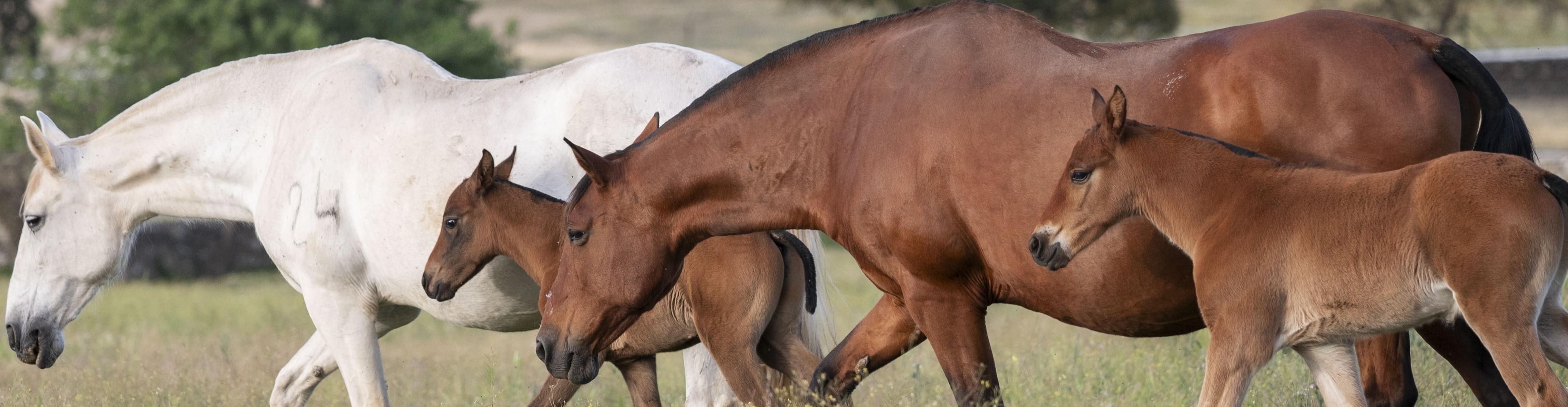Descripción de la imagen