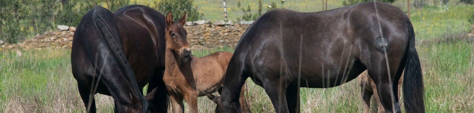 Descripción de la imagen